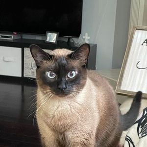 Meet your Posher, Morgan